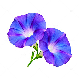 蓝紫色牵牛花插画素材