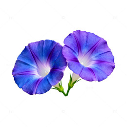 清新花卉特写片