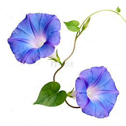 蓝紫色牵牛花特写