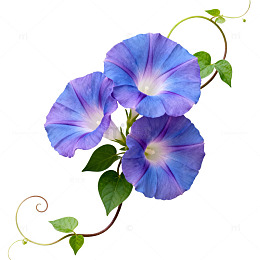 蓝紫喇叭花藤蔓图案