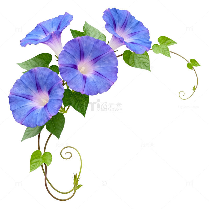 蓝色牵牛花藤蔓装饰图案