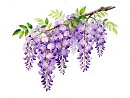 紫藤花插画素材