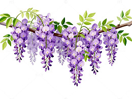 紫藤花插画素材