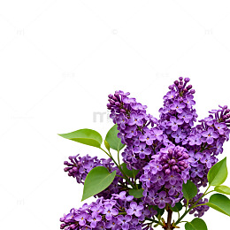 丁香花紫罗兰植物花卉素材