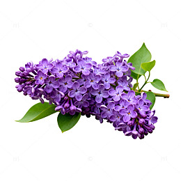 紫色丁香花束特写