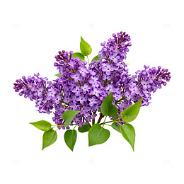 丁香花束花卉写真素材