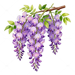紫藤花插画