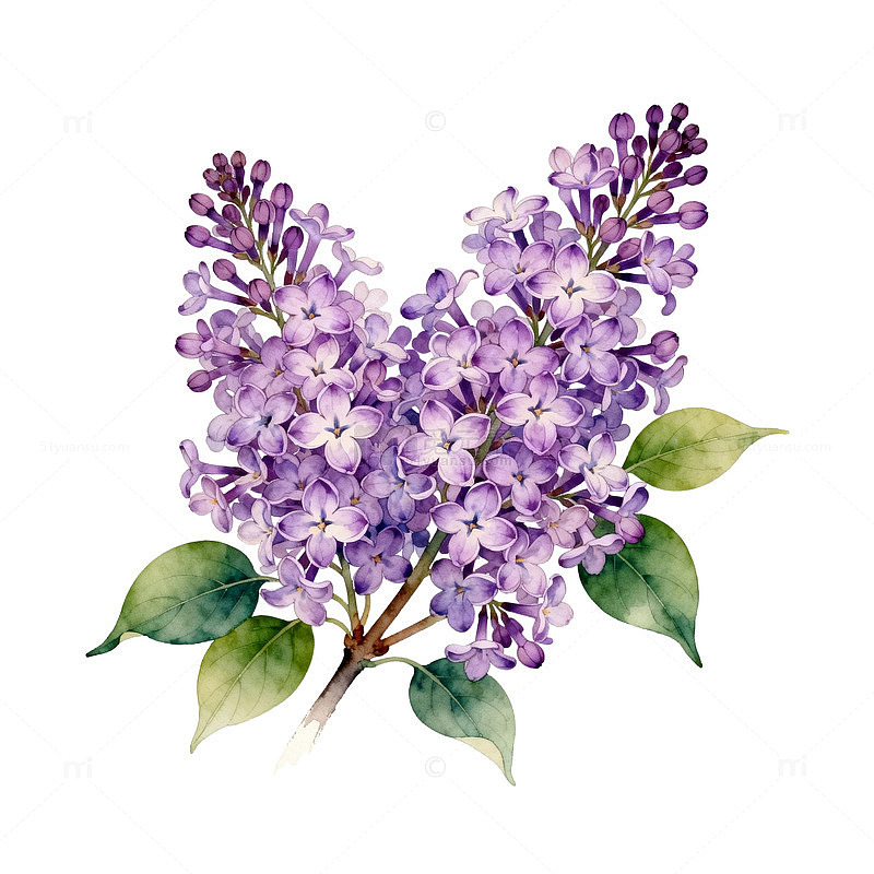 水彩丁香花插画设计素材