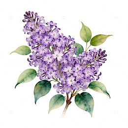紫色丁香花插图