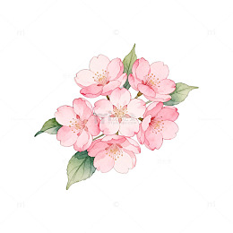 水彩樱花插画设计素材