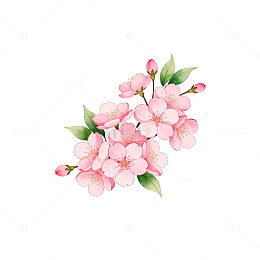 水彩樱花插画素材