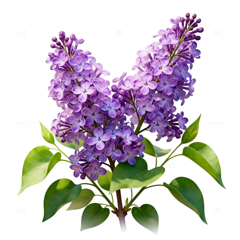 丁香花插画素材