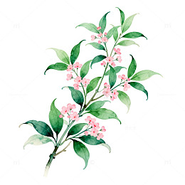 水彩花卉插画装饰元素