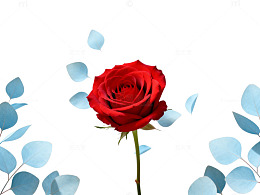 红玫瑰插画设计素材