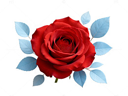 红玫瑰插画设计素材