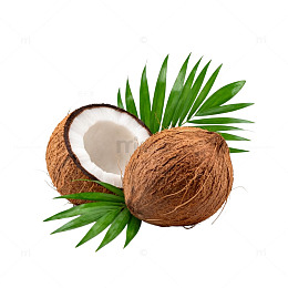 椰香棕榈叶热带插画素材