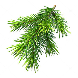 松枝绿意清新自然