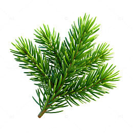 清新松树枝叶素材