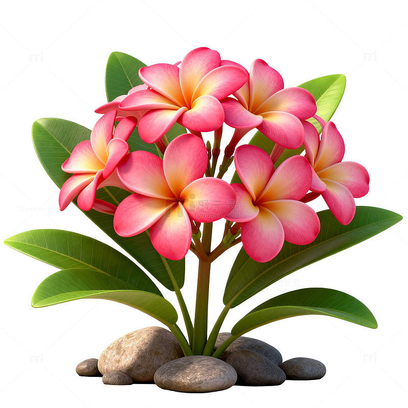 清新花卉插画鸡蛋花设计素材