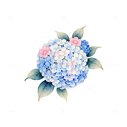 水彩绣球花插画素材
