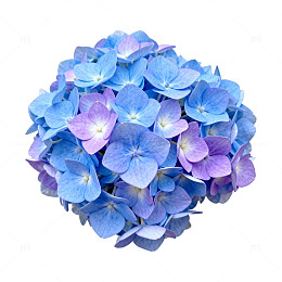 蓝紫绣球花团花卉