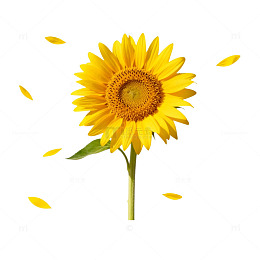 向日葵矢量插画素材