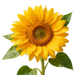 向日葵特写鲜花自然风光