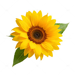 鲜艳向日葵特写