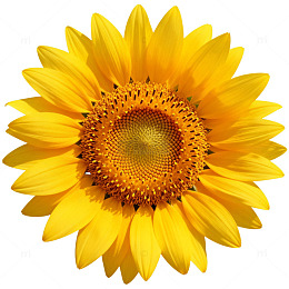 鲜艳向日葵特写片