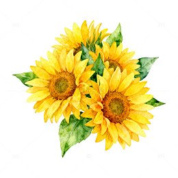 水彩向日葵花卉插画