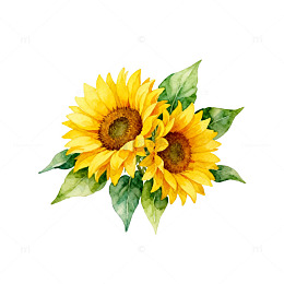 水彩向日葵插画素材