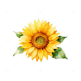 水彩向日葵插画素材