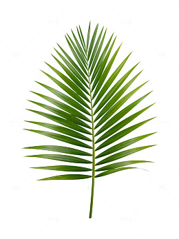 绿意棕榈叶特写素材