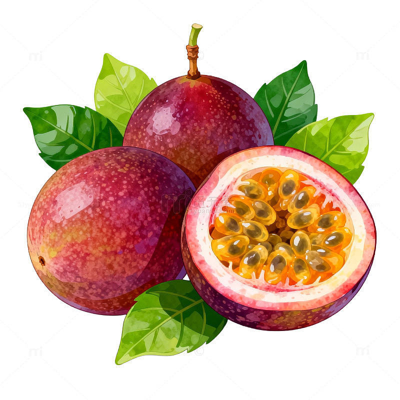 水彩风格百香果插画素材