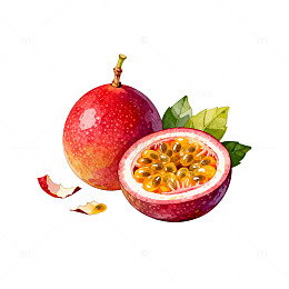 水彩画风格百香果插画