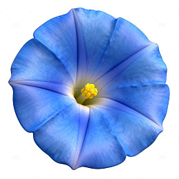 蓝色花朵特写片