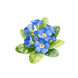 水彩蓝色花卉插画设计素材