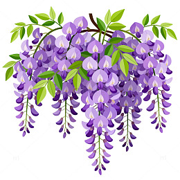紫藤花插画矢量图素材