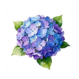 水彩绣球花花卉插画设计素材