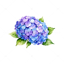 水彩绣球花矢量素材