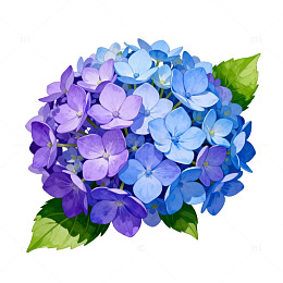 水彩绣球花盛开插画素材