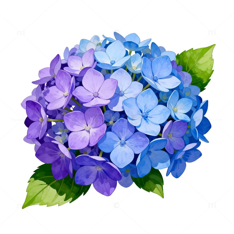 水彩绣球花盛开插画素材