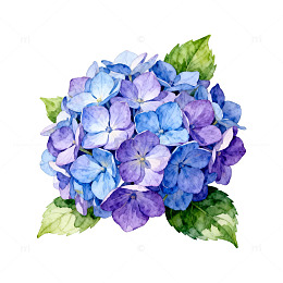 水彩绣球花插画设计素材