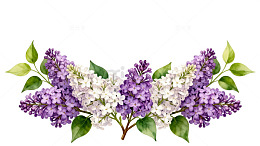 紫白丁香花束插画素材