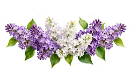 丁香花束清新花卉装饰