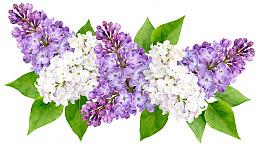 丁香花盛开水彩画素材