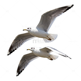 飞翔海鸥剪影插画素材