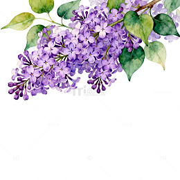 水彩丁香花插画设计元素