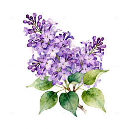 水彩丁香花插画设计素材