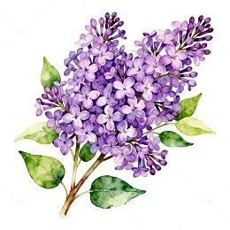 紫丁香花束水彩画